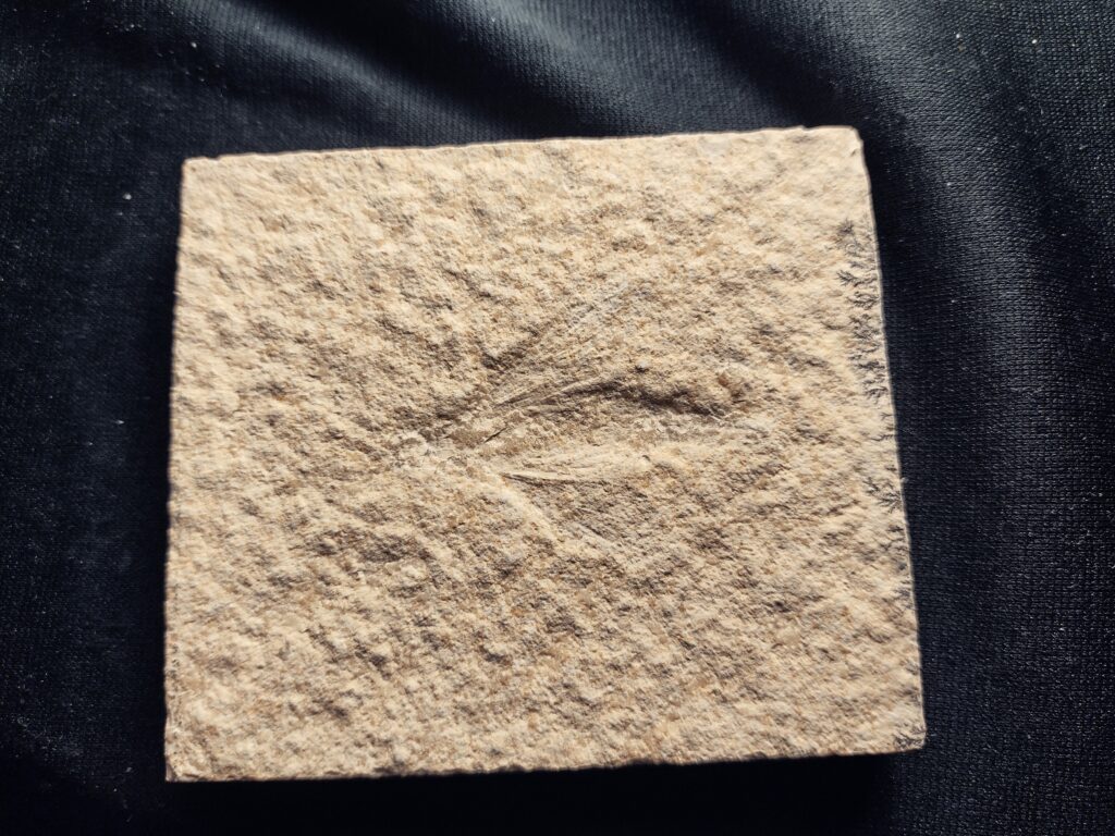 Holzwespe, Myrmicium elegans, Solnhofen