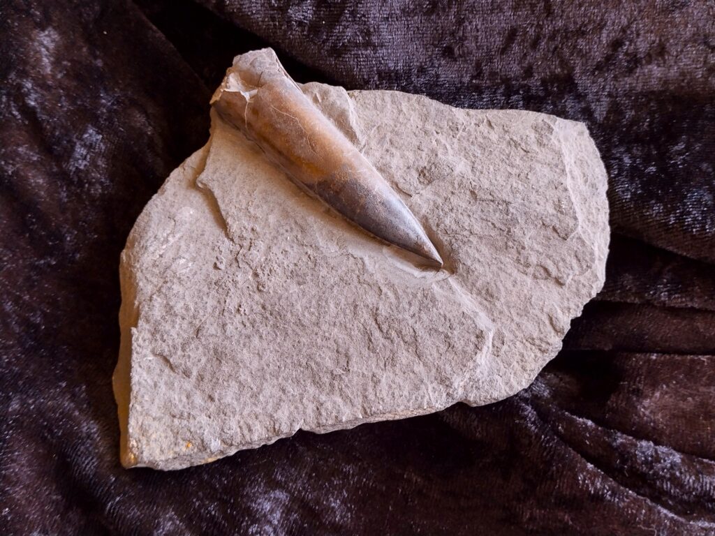 Acrocoelites pyramidalis, Wasseralfingen