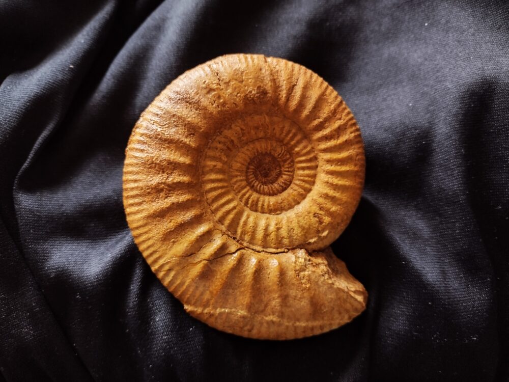Ammonit: Grossouvria, Arcay, Frankreich