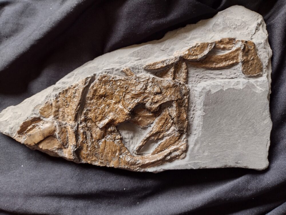 Ichthyosaurierfragment, Original! Dotternhausen b. Balingen