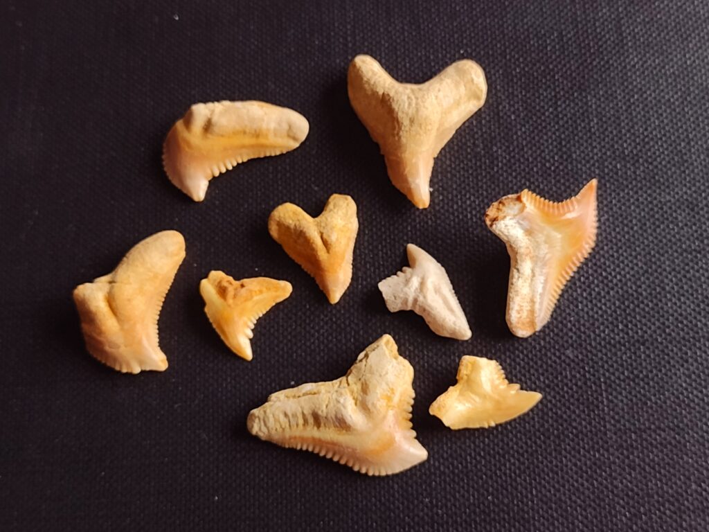 neun Zähne vom Wieselhai Hemipristis serrata, Dakhla, Westsahara