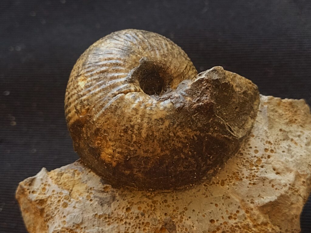Bullatimorphites, Dogger, Albstadt