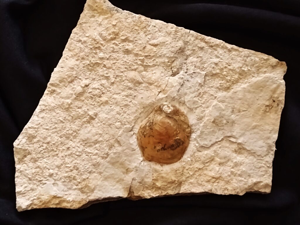 ungewöhlich große Brachiopode, Malm, Plattenkalk, Ried b. Kehlheim