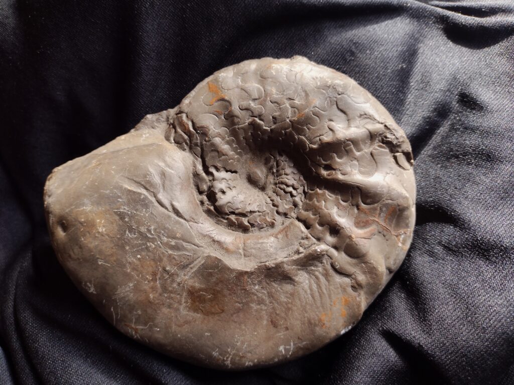 Ceratites spinosus penndorfi