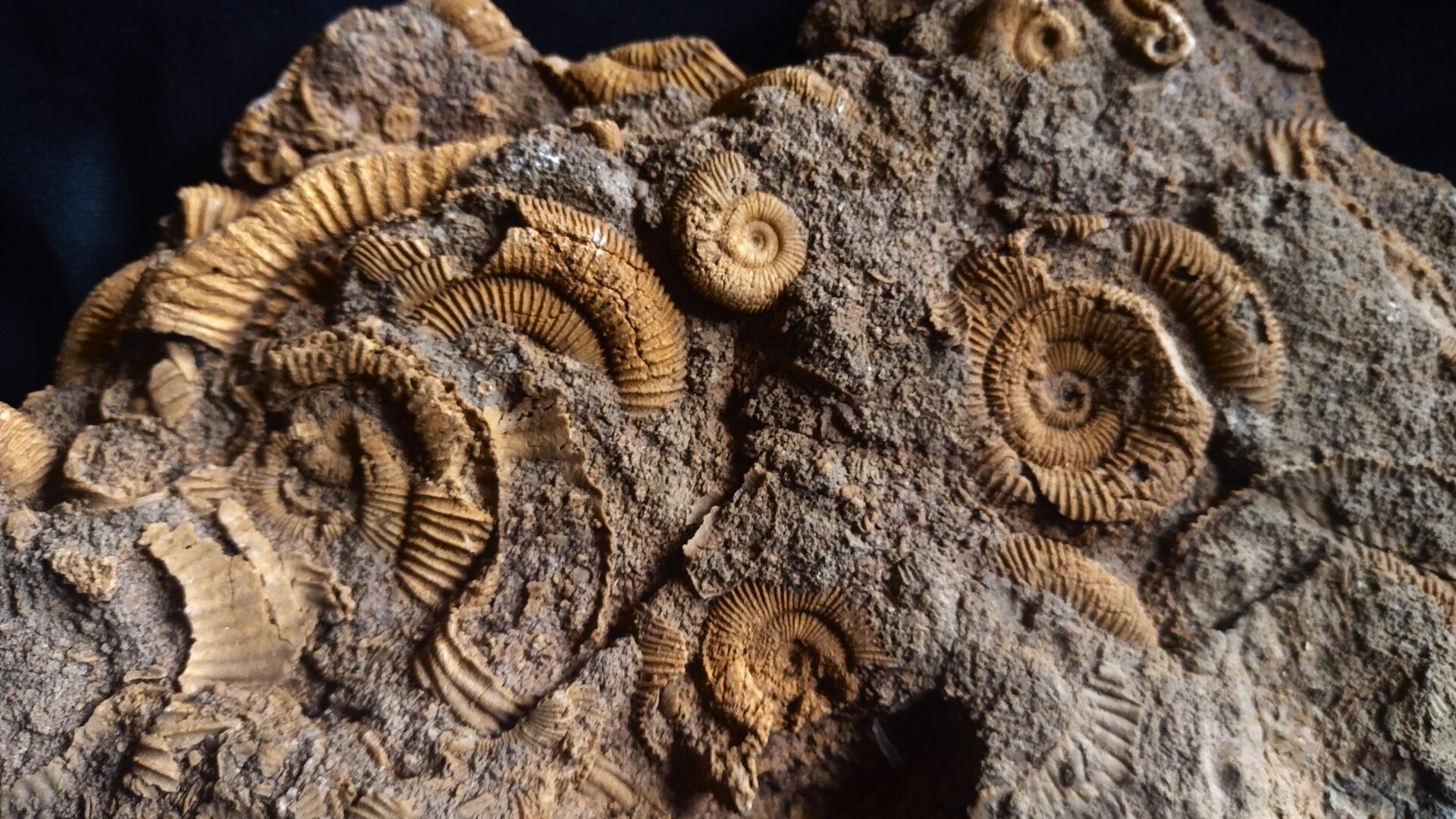 Dactyliocerasplatte, Lias, Schlaifhausen