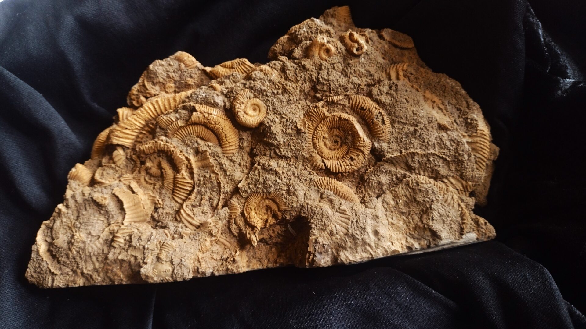 Dactyliocerasplatte, Lias, Schlaifhausen