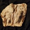 Rar! Seirocrinus, Lias, Böbingen