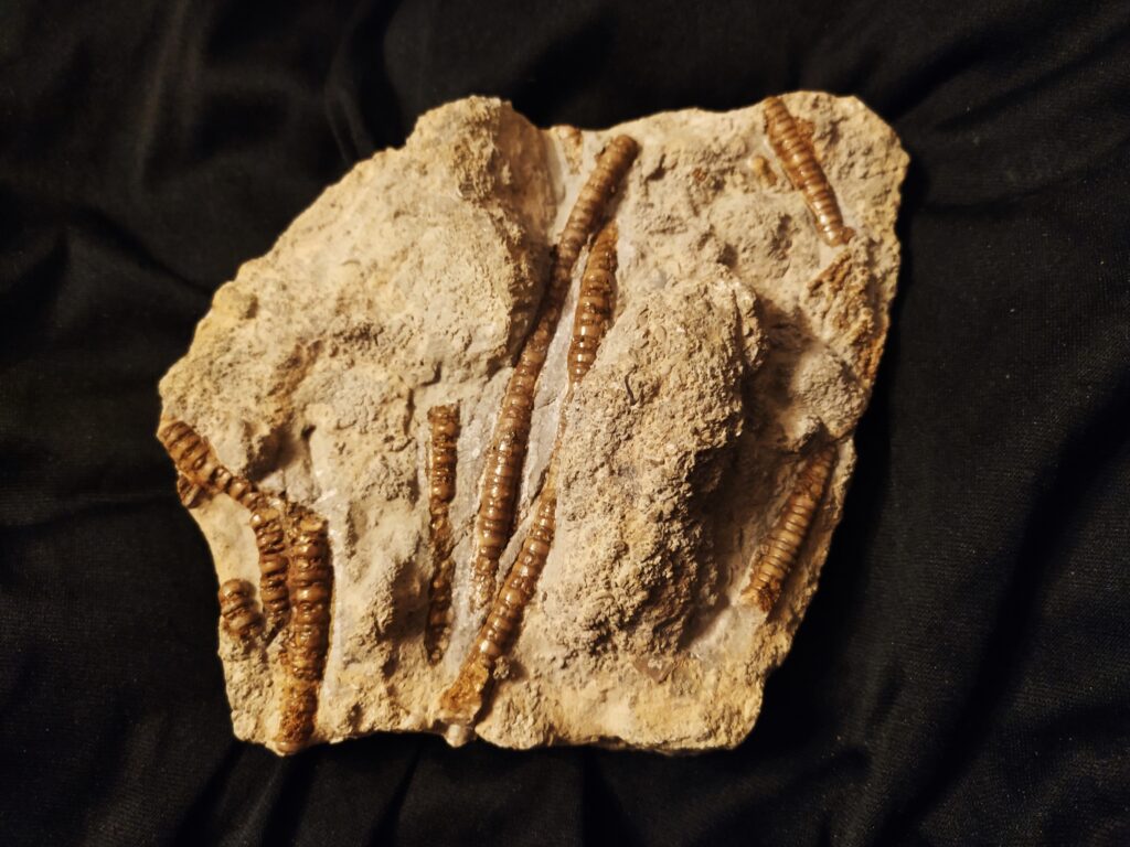 Rar! Seirocrinus, Lias, Böbingen