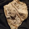 Rar! Seirocrinus, Lias, Böbingen