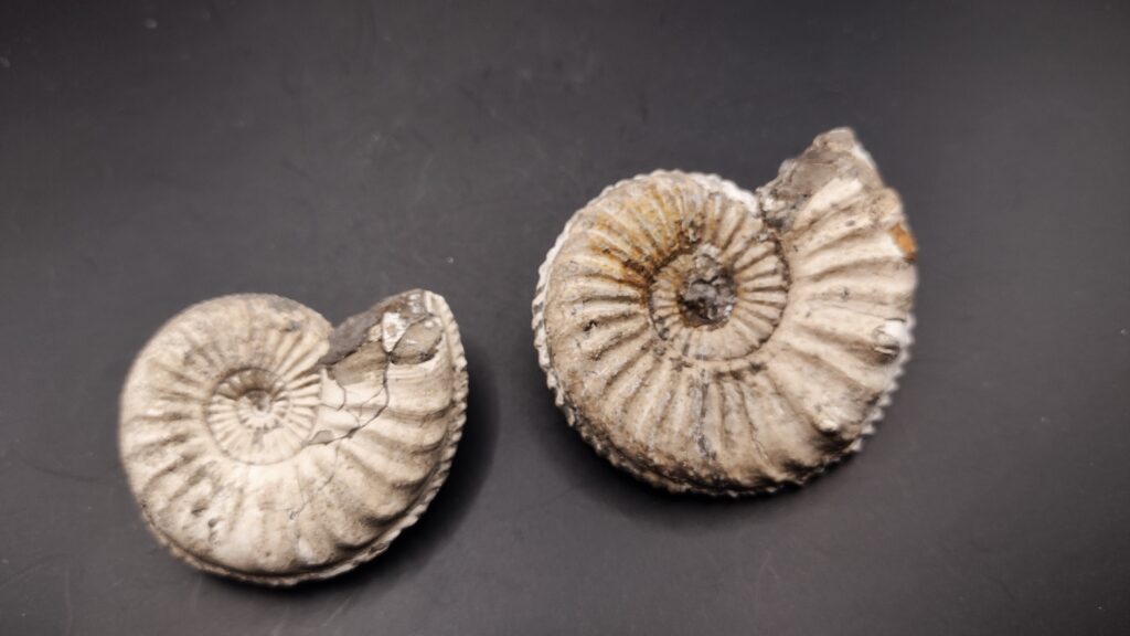 Zwei größere Pleuroceras transiens, Lias, Buttenheim