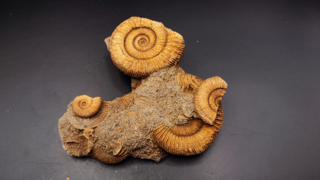 Hübsches Schlaifhausenstück mit Dactylioceras athleticum