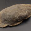 Muschel, Hoernesia socialis. Muschelkalk, Rottweil