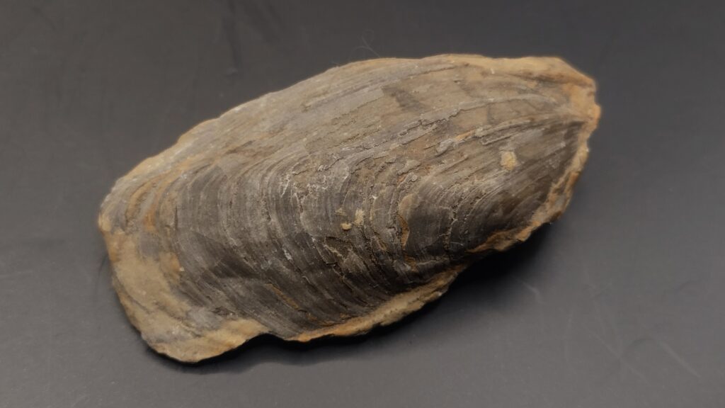 Muschel, Hoernesia socialis. Muschelkalk, Rottweil