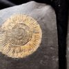 Dactylioceras commune, Positiv und Negativ, Holzmaden