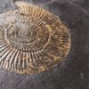 Dactylioceras commune, Positiv und Negativ, Holzmaden
