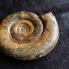 Psiloceras psilonotum, unterster Lias, Stuttgart