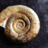 Psiloceras psilonotum, unterster Lias, Stuttgart
