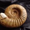 Sehr gute Ardescia mit " Ohr", Malm, Böttingen