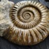 großer Arietites pinguis, pathologisch, Lias, Hechingen