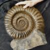 großer Arietites pinguis, pathologisch, Lias, Hechingen