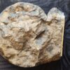 großer Arietites pinguis, pathologisch, Lias, Hechingen