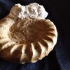nicht schön, aber sehr selten, Presimoceras herbichi, Malm, Böttingen
