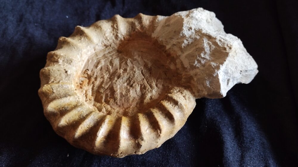 nicht schön, aber sehr selten, Presimoceras herbichi, Malm, Böttingen