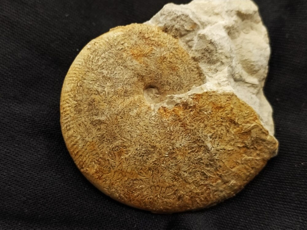 Streblites tenuilobatus, Malm, Böttingen
