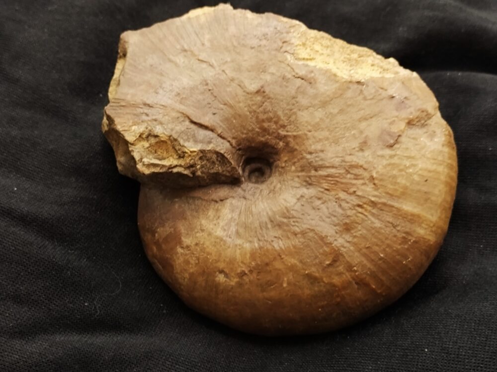 Phylloceras heterophyllum, Lias, Hesselberg