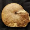 Phylloceras heterophyllum, Lias, Hesselberg