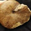 Phylloceras heterophyllum, Lias, Hesselberg