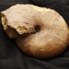 Phylloceras heterophyllum, Lias, Hesselberg