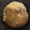Phylloceras heterophyllum, Lias, Hesselberg