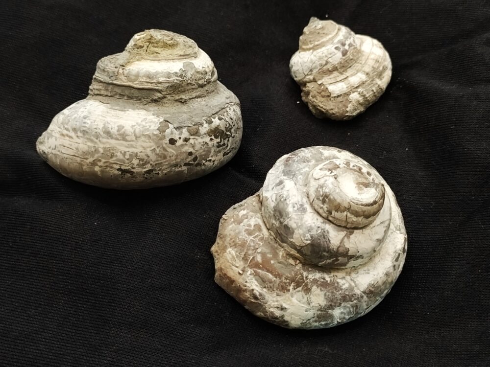 drei Schnecken der Gattung Pleurotomaria, Lias, Blockley, England