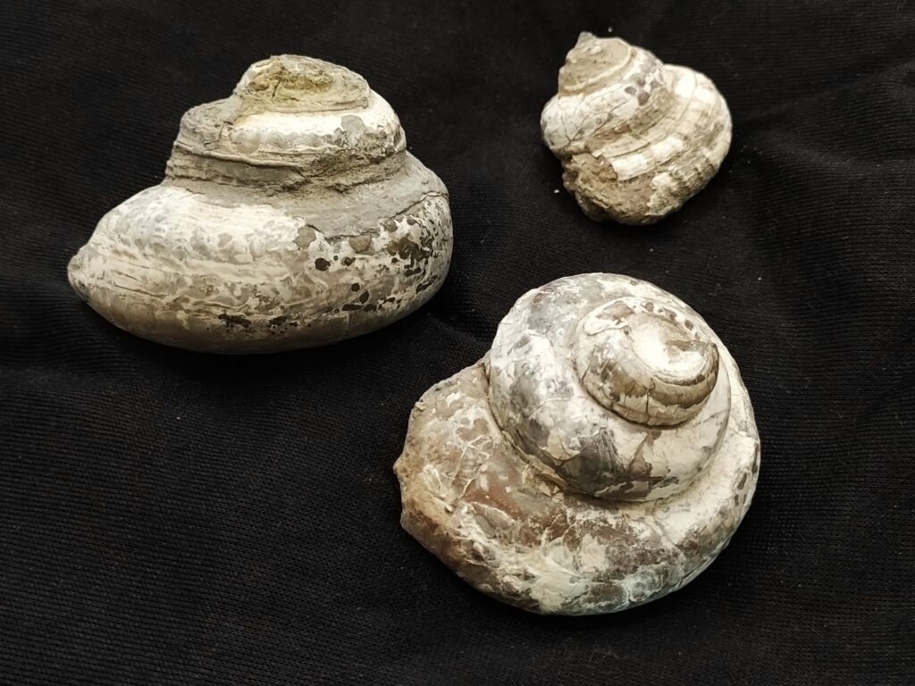 drei Schnecken der Gattung Pleurotomaria, Lias, Blockley, England