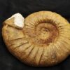 Sehr gute Ardescia mit " Ohr", Malm, Böttingen