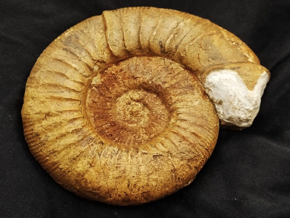 Sehr gute Ardescia mit " Ohr", Malm, Böttingen