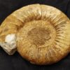 Sehr gute Ardescia mit " Ohr", Malm, Böttingen