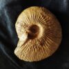 Macrocephalites jaquoti, Dogger, Liesberg, Schweiz