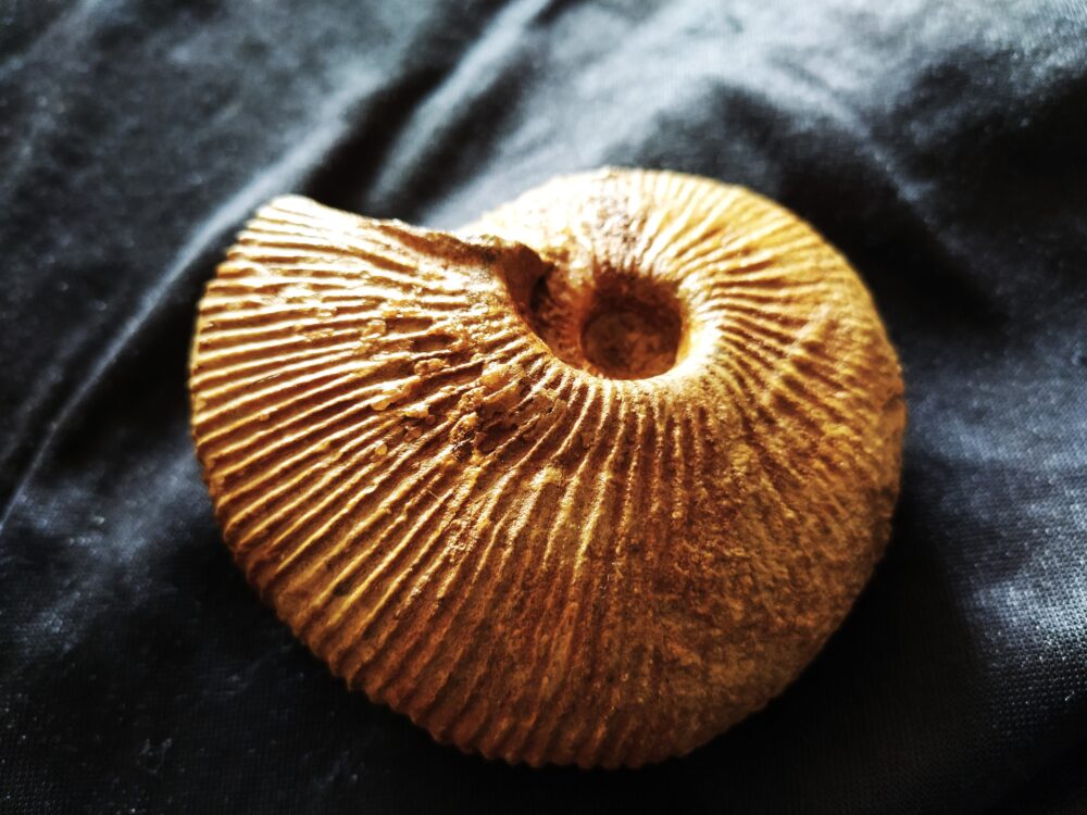 Macrocephalites jaquoti, Dogger, Liesberg, Schweiz
