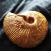 Macrocephalites jaquoti, Dogger, Liesberg, Schweiz