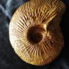 Macrocephalites jaquoti, Dogger, Liesberg, Schweiz