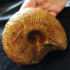 Macrocephalites jaquoti, Dogger, Liesberg, Schweiz