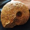 Macrocephalites jaquoti, Dogger, Liesberg, Schweiz