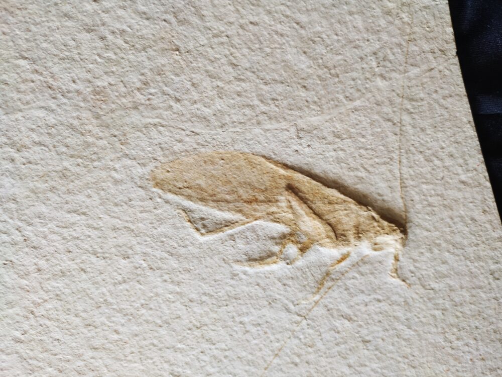 Traumstück, Riesenheuschrecke, Pycnophlebia robusta, Malm, Eichstätt
