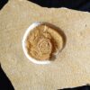 Lithacoceras ulmense, Malm, Plattenkalk, Nusplingen