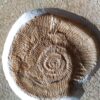 Lithacoceras ulmense, Malm, Plattenkalk, Nusplingen