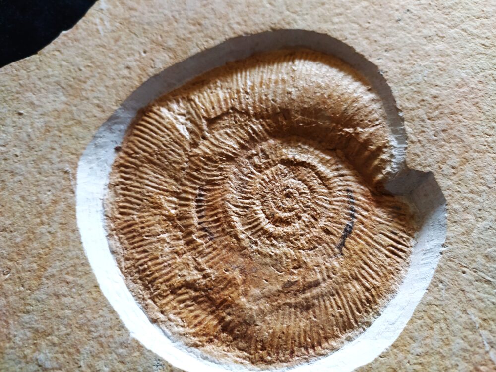 IMG_20250604_160527 Lithacoceras ulmense, Malm, Plattenkalk, Nusplingen