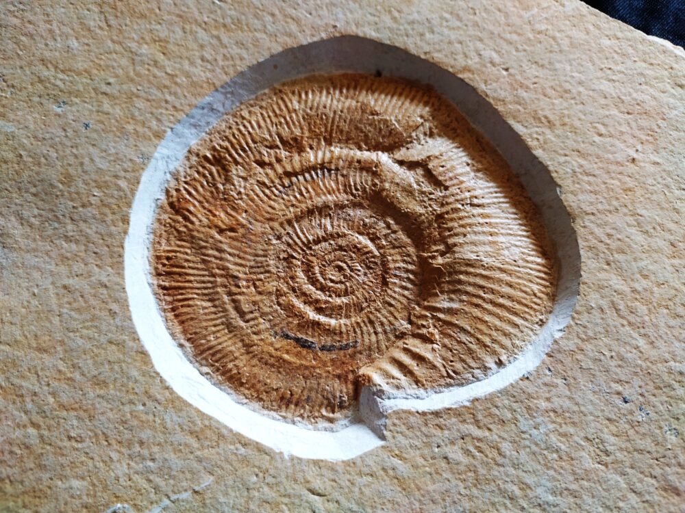 Lithacoceras ulmense, Malm, Plattenkalk, Nusplingen