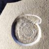 Silicisphinctes russi, Malm, Plattenkalk, Nusplingen